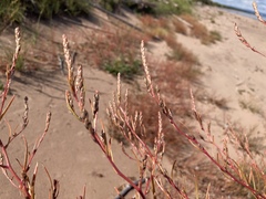 Corispermum americanum