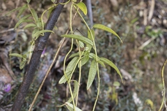 Diplolepis pachyphylla