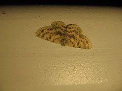 Ophthalmitis herbidaria