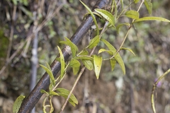 Diplolepis pachyphylla