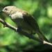 South African Lesser Honeyguide - Photo (c) Kate Braun, some rights reserved (CC BY-NC), uploaded by Kate Braun