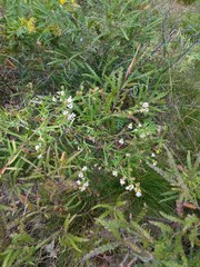 Symphyotrichum lanceolatum lanceolatum