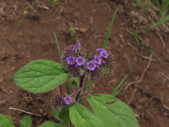 Phacelia brachyantha