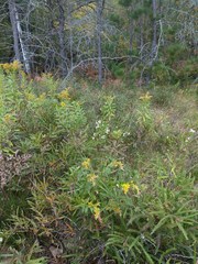 Symphyotrichum lanceolatum lanceolatum