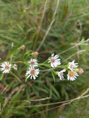Symphyotrichum lanceolatum lanceolatum