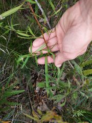 Symphyotrichum lanceolatum lanceolatum
