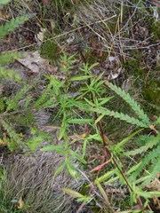 Symphyotrichum lanceolatum lanceolatum