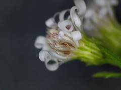 Symphyotrichum lanceolatum lanceolatum