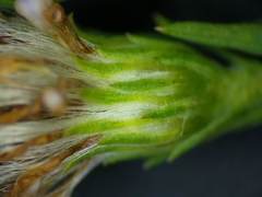 Symphyotrichum lanceolatum lanceolatum