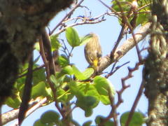 Crithagra atrogularis