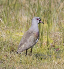 Vanellus chilensis chilensis