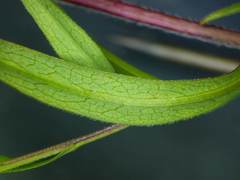 Symphyotrichum lanceolatum lanceolatum