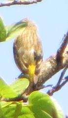 Crithagra atrogularis