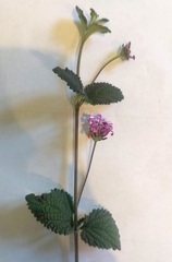 Lantana megapotamica