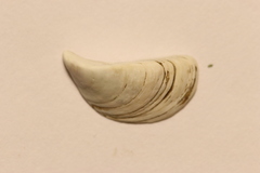 Dreissena polymorpha