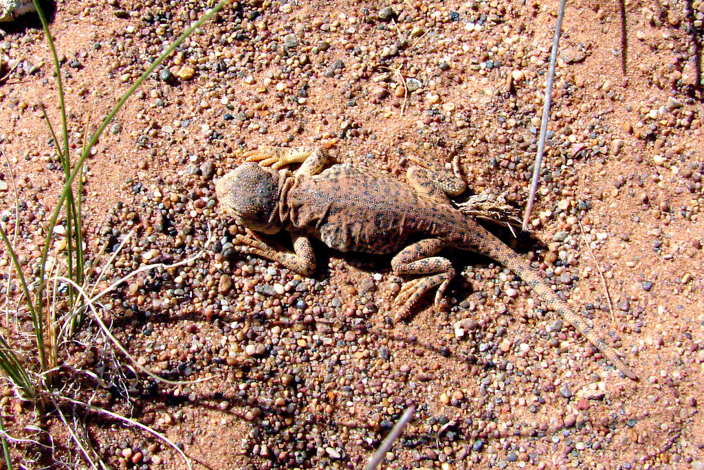Ching Hai Toadhead Agama