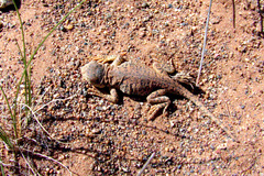 Phrynocephalus vlangalii