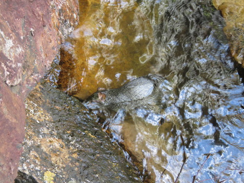 Azara's Agouti