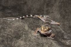 Cyrtodactylus mcdonaldi