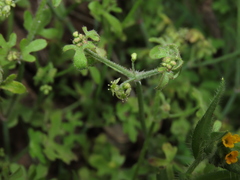 Bowlesia uncinata