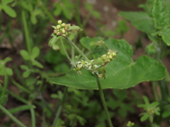 Bowlesia uncinata