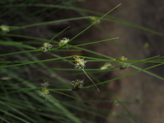 Carex setifolia