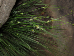 Carex setifolia