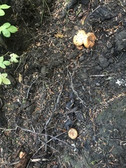 Lactarius olympianus