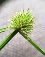 Cyperus brevifolioides