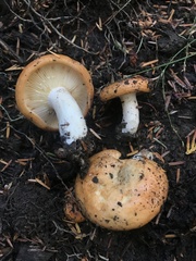 Lactarius olympianus