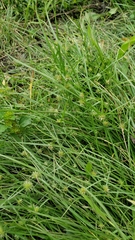 Cyperus brevifolioides