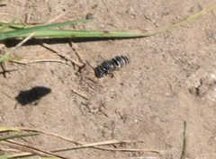 Triepeolus pectoralis