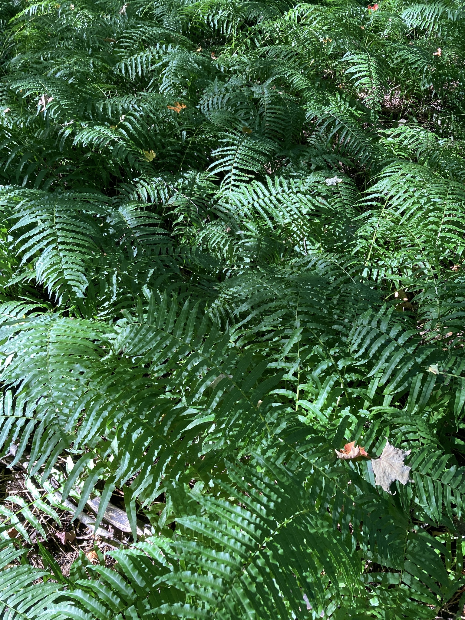 Diplaziopsidaceae