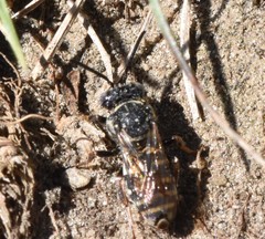 Triepeolus pectoralis