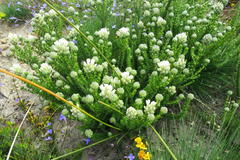 Aspalathus globulosa