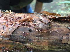 Murinectria polythalama