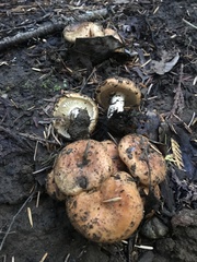 Lactarius olympianus