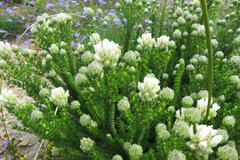 Aspalathus globulosa