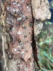 Murinectria polythalama