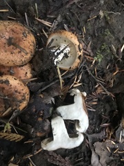 Lactarius olympianus