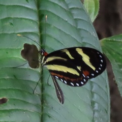 Mechanitis menapis mantineus