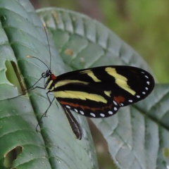 Mechanitis menapis mantineus