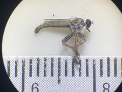 Stackelberginia cerberus