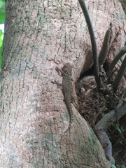 Phyllopezus przewalskii