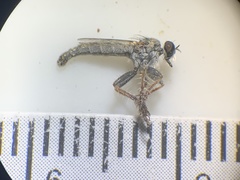 Stackelberginia cerberus