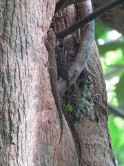 Phyllopezus przewalskii