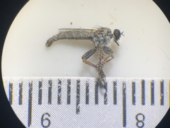 Stackelberginia cerberus
