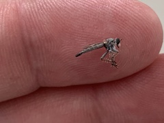 Stackelberginia cerberus