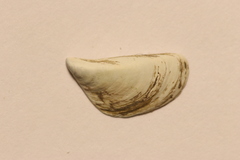Dreissena polymorpha image