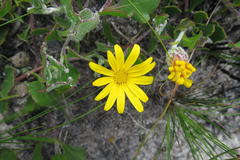 Osteospermum potbergense